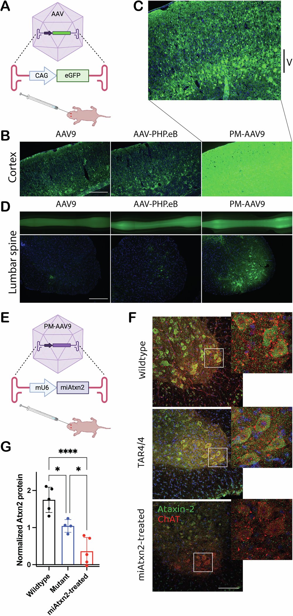CanAkerman's tweet card. Nature Communications - Amado et al. develop a gene therapy for sporadic ALS using motor neuron-targeting AAVs to deliver RNAi targeting ataxin-2. In a mouse model, survival, strength, and...