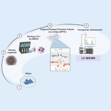 FIP_BPS's tweet card. Biomolecular Engineering; Molecular biology experimental approach