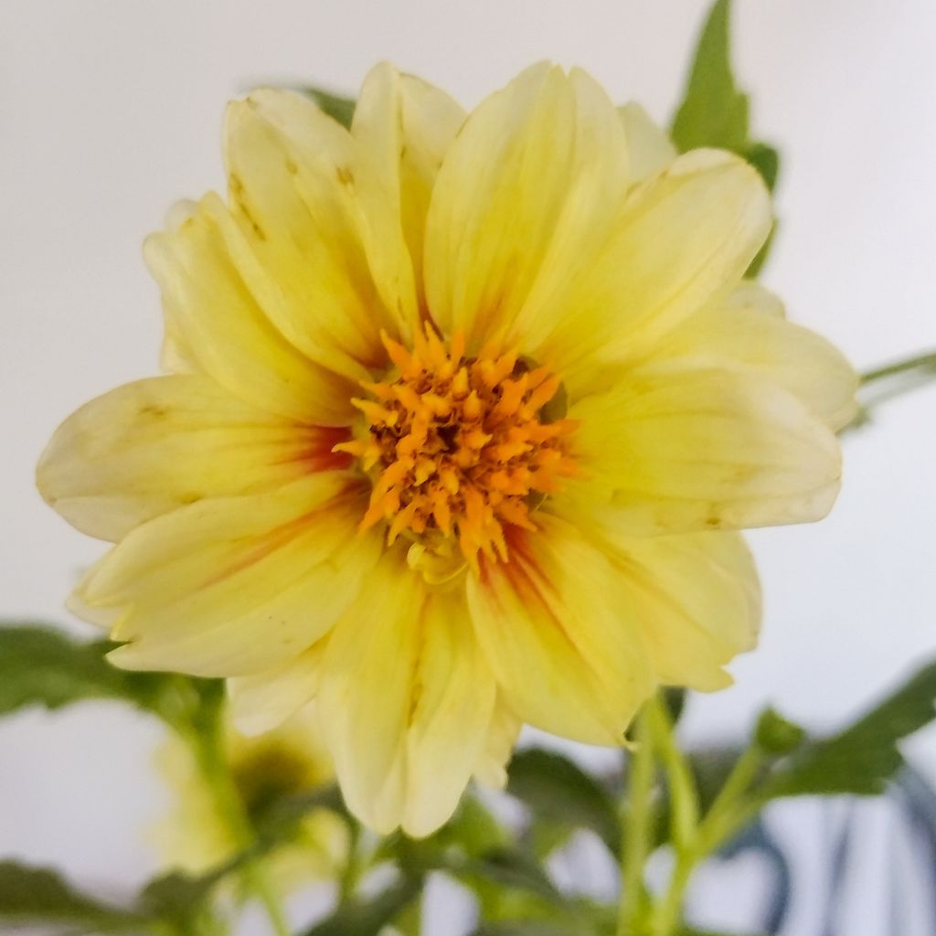 criptoface21's tweet card. A quiet burst of warmth lives within this bloom. Its soft yellow petals cradle an ember-like core, glowing with an untold story of life and renewal. This f...