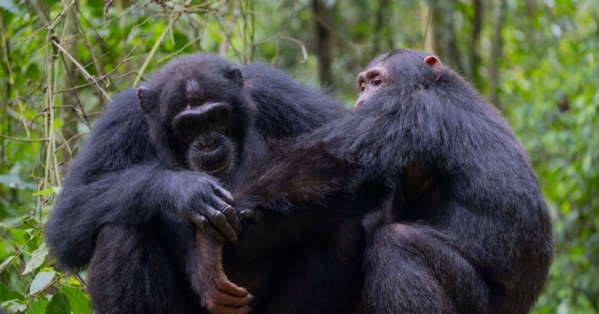 db_journalism's tweet card. Apes help care for individuals they are not related to, study in Uganda's Budongo Forest shows