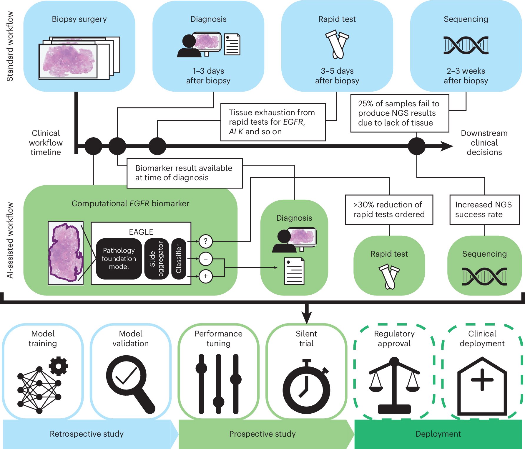 NatureMedicine's tweet card. Nature Medicine - In a silent trial involving 197 patients with lung cancer over a span of 4 months, a fine-tuned pathology foundation model was able to identify the presence of EGFR...