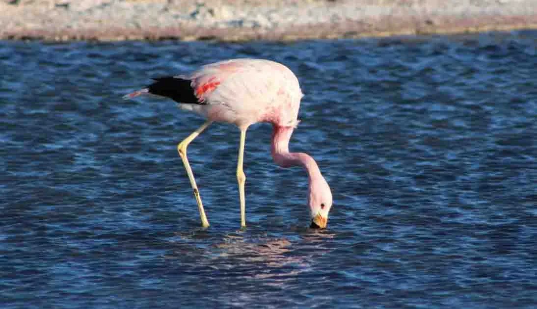 BirdGuides's tweet card. Flamingos actively hunt prey using swirling water vortices created by their feet, necks and beaks, new research shows. By stirring sediment and 'chattering' their beaks, they concentrate and capture...