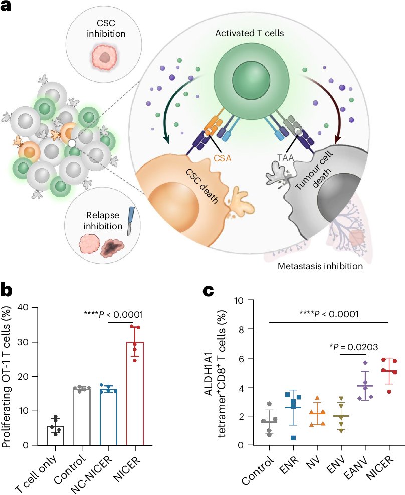 NatureNano's tweet card. Nature Nanotechnology - NICER is a broad-spectrum nanovaccine (based on a nanovesicle system) that targets both cancer stem-like cells, which drive tumour recurrence, and the bulk tumour cell...