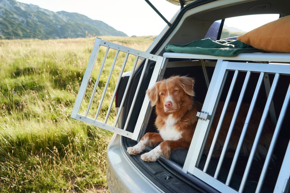 ViaRitzau's tweet card. Næsten hver femte danske hund får lov at bevæge sig frit rundt i bilen under kørslen: Hvis verdens mindste hunderace, en chihuahua, ikke er fastspændt, kan situationen potentielt blive fatal blot ved...