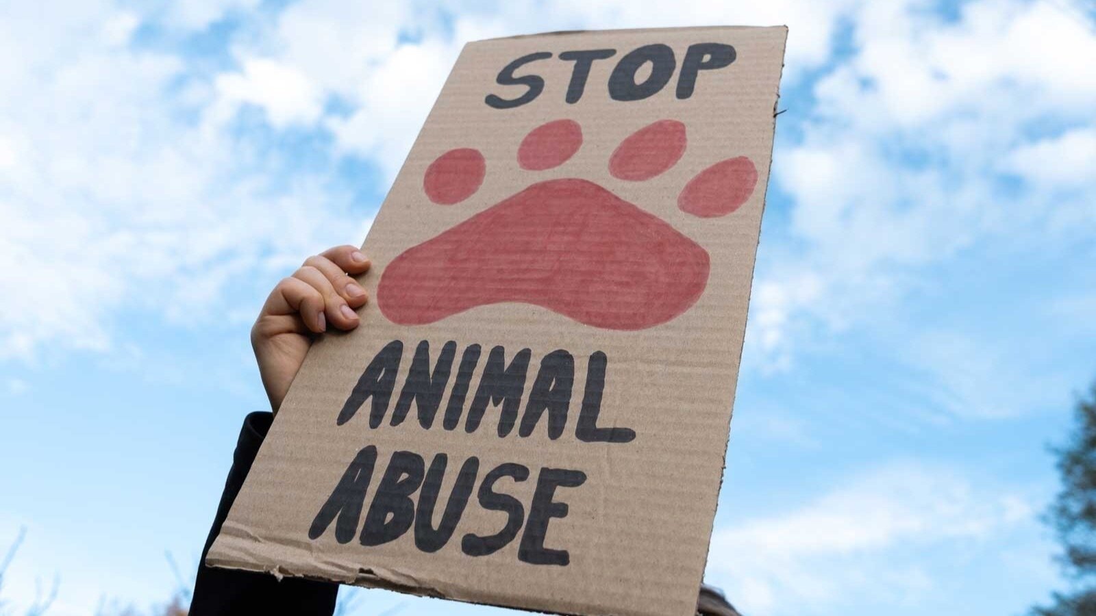 xgkats's tweet card. Shut Down Classy Critters Pet Resort and Spa for Animal Abuse