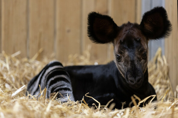 thejournal_ie's tweet card. The okapi, also known as the ‘forest giraffe’, is native to the northeast Democratic Republic of the Congo in central Africa.