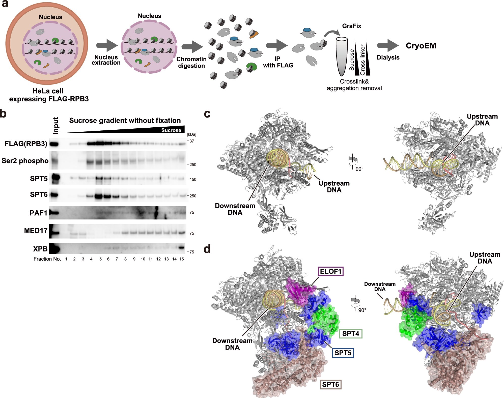 EpicodeOfficial's tweet card. Nature Communications - The authors establish the ChIP-CryoEM method, which combines chromatin immunopurification coupled with cryo-electron microscopy, to visualize native human RNAPII elongation...