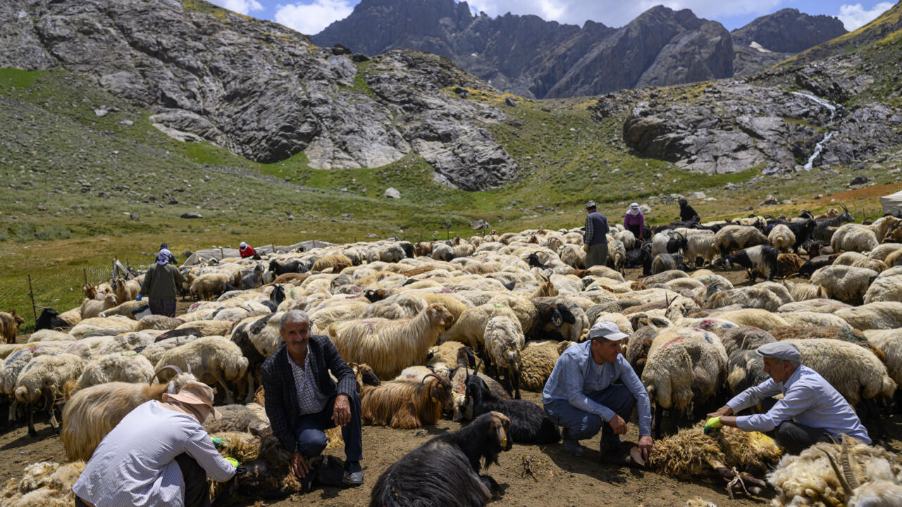 KurdishSIS's tweet card. Deep in the mountains of Turkey's southeastern Hakkari province, bordering Iran and Iraq, Kurdish livestock owners and farmers have gradually returned with their animals after decades of armed...