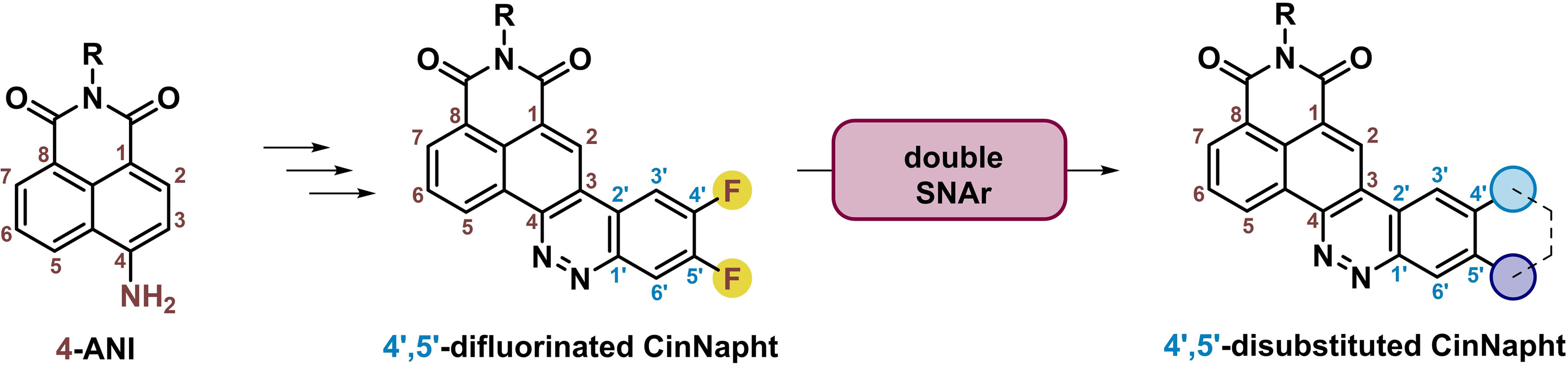 e_tacke's tweet card. The synthesis of 4′, 5′ di-substituted CinNapht dyes is reported. Two new families have been obtained using either double addition of aromatic amines or addition of inner di-nucleophiles. The...
