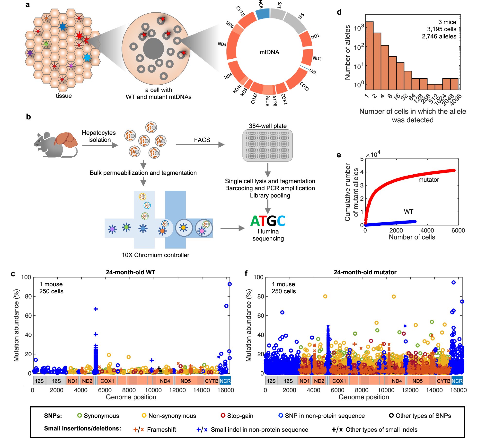 whansi's tweet card. Nature Communications - Mutations in mtDNA contribute to mitochondrial disease and aging only if they rise in abundance. Here, the authors show that deleterious mutations reach high abundance by...