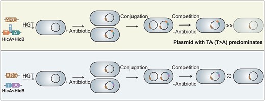 crypticprophage's tweet card. Abstract. Conjugative plasmids, major vehicles for the spread of antibiotic resistance genes, often contain multiple toxin–antitoxin (TA) systems. However,
