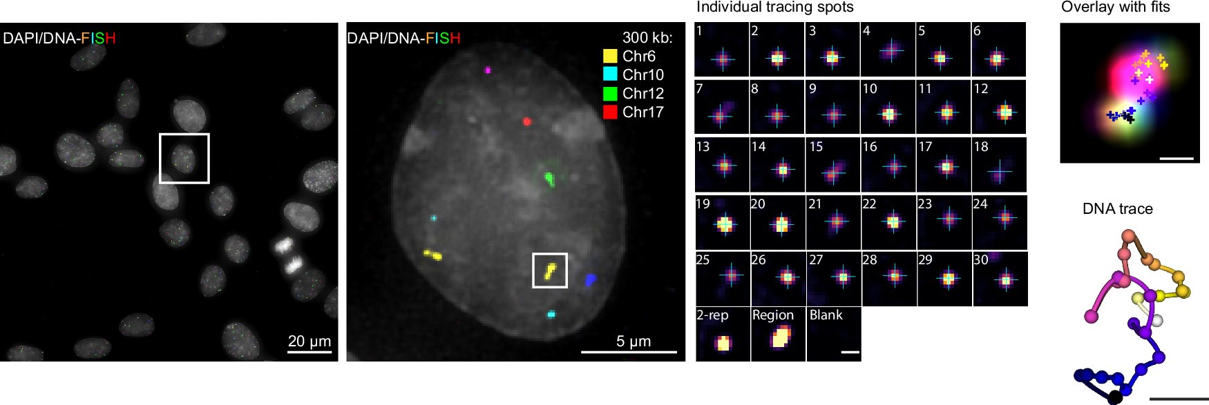 FSchueder's tweet card. Nature Communications - A nanoscale 3D DNA tracing workflow visualizes Cohesin-dependent loops in single, structurally well-preserved cells. Computer simulations based on the tracing data give...