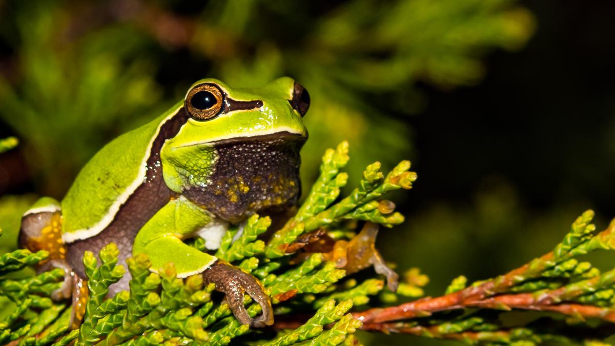 EliFenichel's tweet card. Yale School of the Environment scientists argue that a single measure for global biodiversity is not workable. They are calling for a framework that builds from individual species and connects...