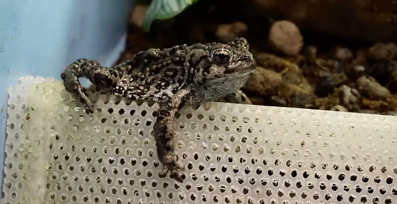 denverwestword's tweet card. "There are some numbers out there from Colorado Parks and Wildlife that there are as few as 800 adult toads in our state."