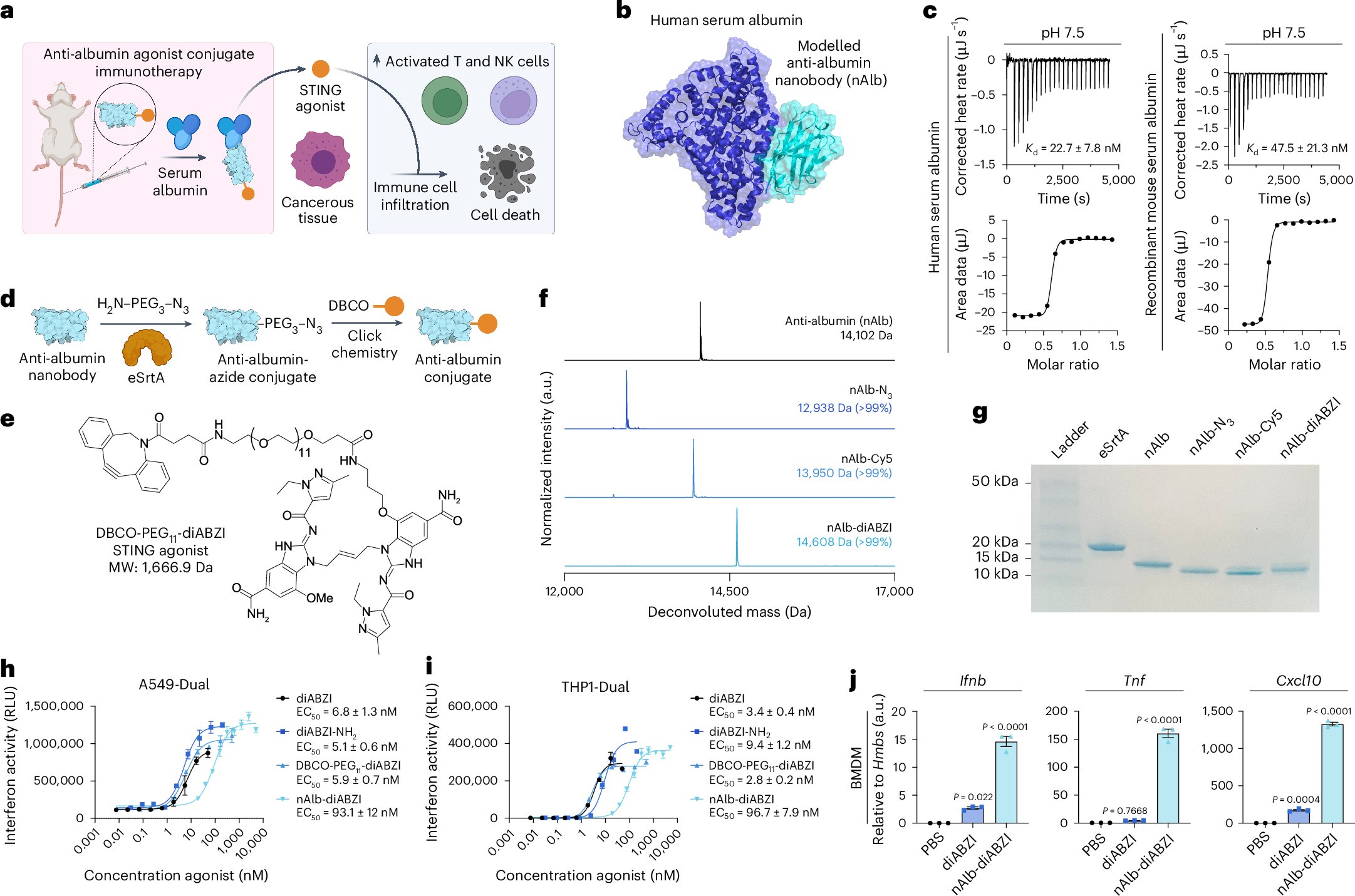 WilsonLabVU's tweet card. Nature Biomedical Engineering - A modular anti-albumin nanobody conjugated to a STING agonist enhances antitumour immunity by improving pharmacokinetics, tumour accumulation and immune responses,...