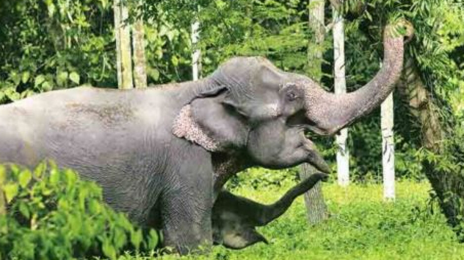 otvnews's tweet card. Tragic elephant rampage in Raigarh kills three including a toddler amid rising human elephant conflicts in Chhattisgarh