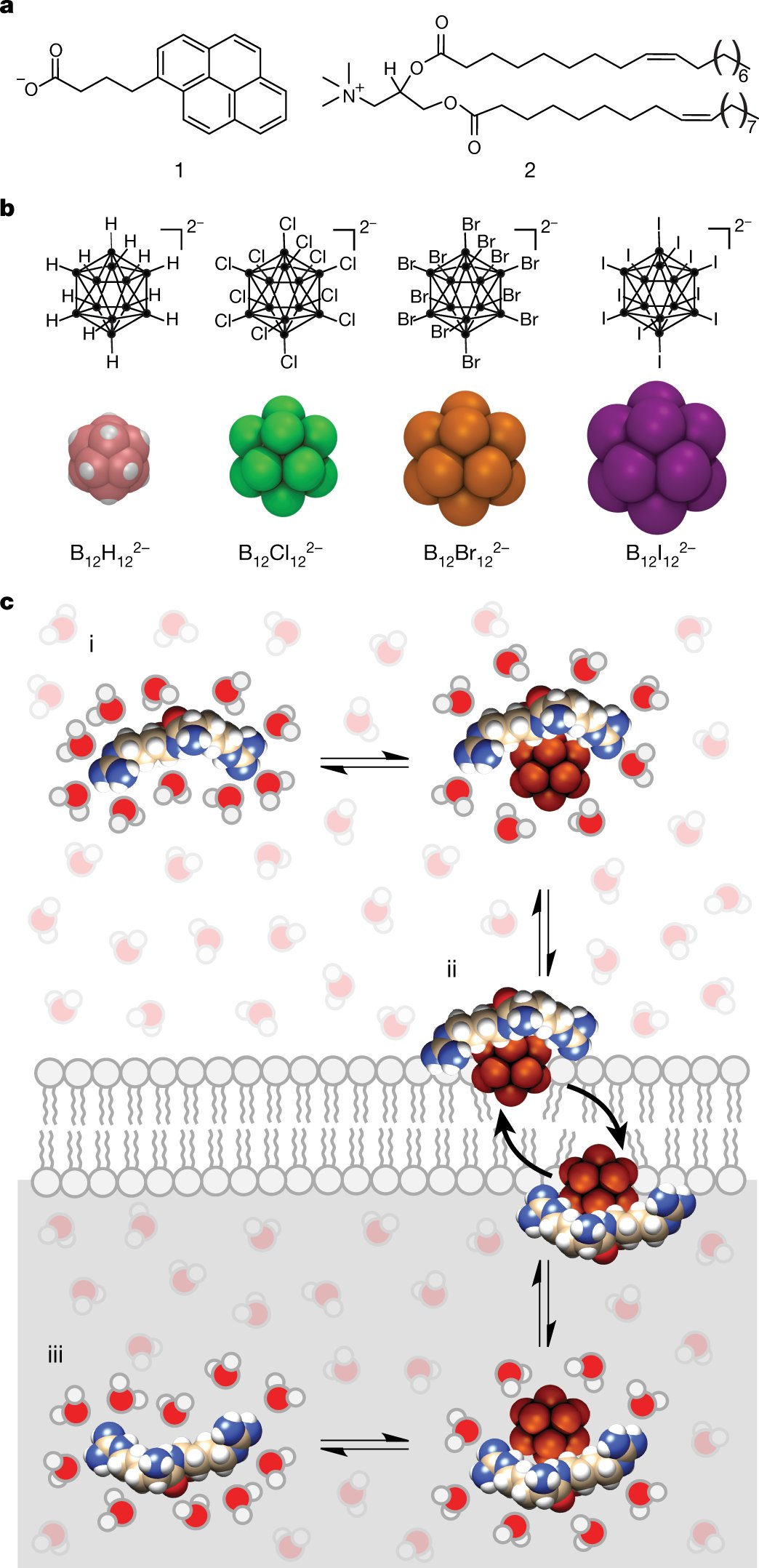 MontenegroLabo's tweet card. Nature - The superchaotropic nature of globular boron cluster anions enables direct passage of a wide range of molecules across lipid membranes.
