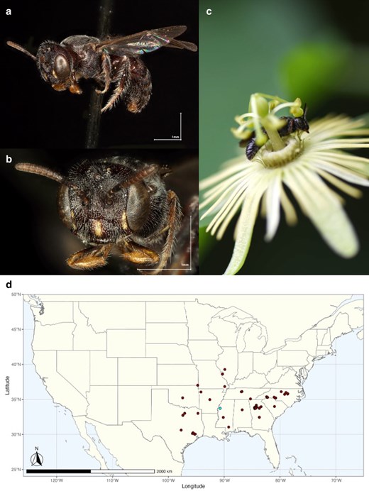 bramic21's tweet card. Scientists from the USDA-ARS' Beenome100 project report the genome assembly of the passionflower bee, Protandrena passiflorae, a host-plant specialist of a