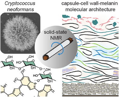 TuoWangLab's tweet card. Cryptococcus neoformans cell wall α-1,3-glucans as dual anchors for melanin and capsule: Solid-state NMR of intact C. neoformans cells reveals five forms of α-1,3-glucans that structurally bridge...
