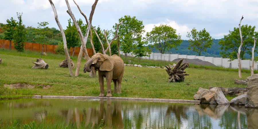 RadioPrague's tweet card. The zoo in Zlín, Moravia, is one of the most visited in Czechia, where you can pet rays, watch jaguars being fed, and soon support the rescue of illegally captive lions.
