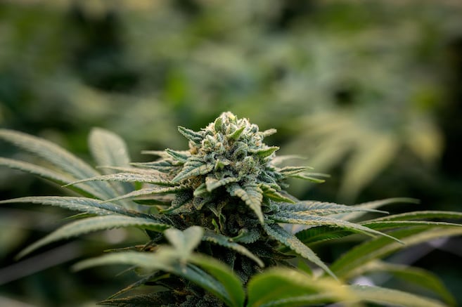 lesoleildeqc's tweet card. La santé publique s’inquiète d’une surreprésentation de produits de cannabis «puissants» à la SQDC.