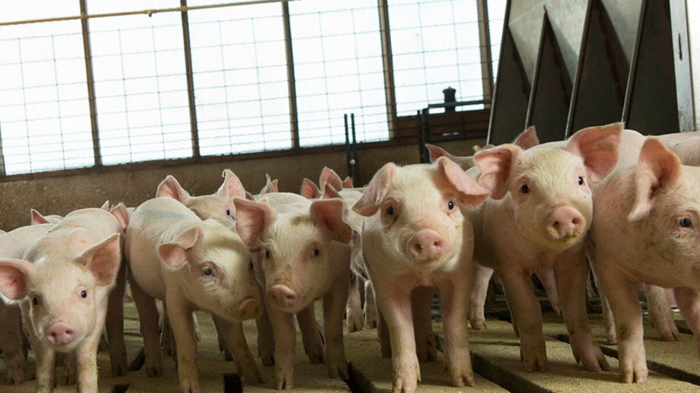 FJ_PORK's tweet card. SHIC, FFAR and Pork Checkoff award $2.1 million to projects driving action for emerging disease prevention, preparedness, mitigation and response for the U.S. swine industry.