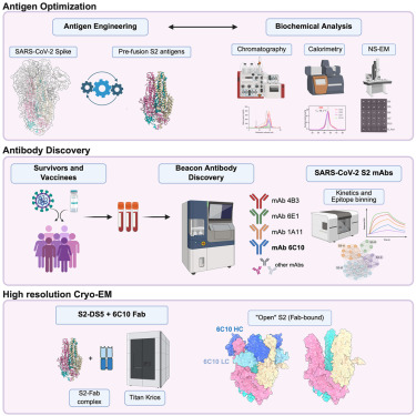 CellReports's tweet card. Olmedillas, Rajamanickam et al. stabilize a SARS-CoV-2 spike S2 subunit to remain pre-fusion in the absence of S1. Antibodies from survivors and vaccinees recognize stabilized S2 and full spike alike...