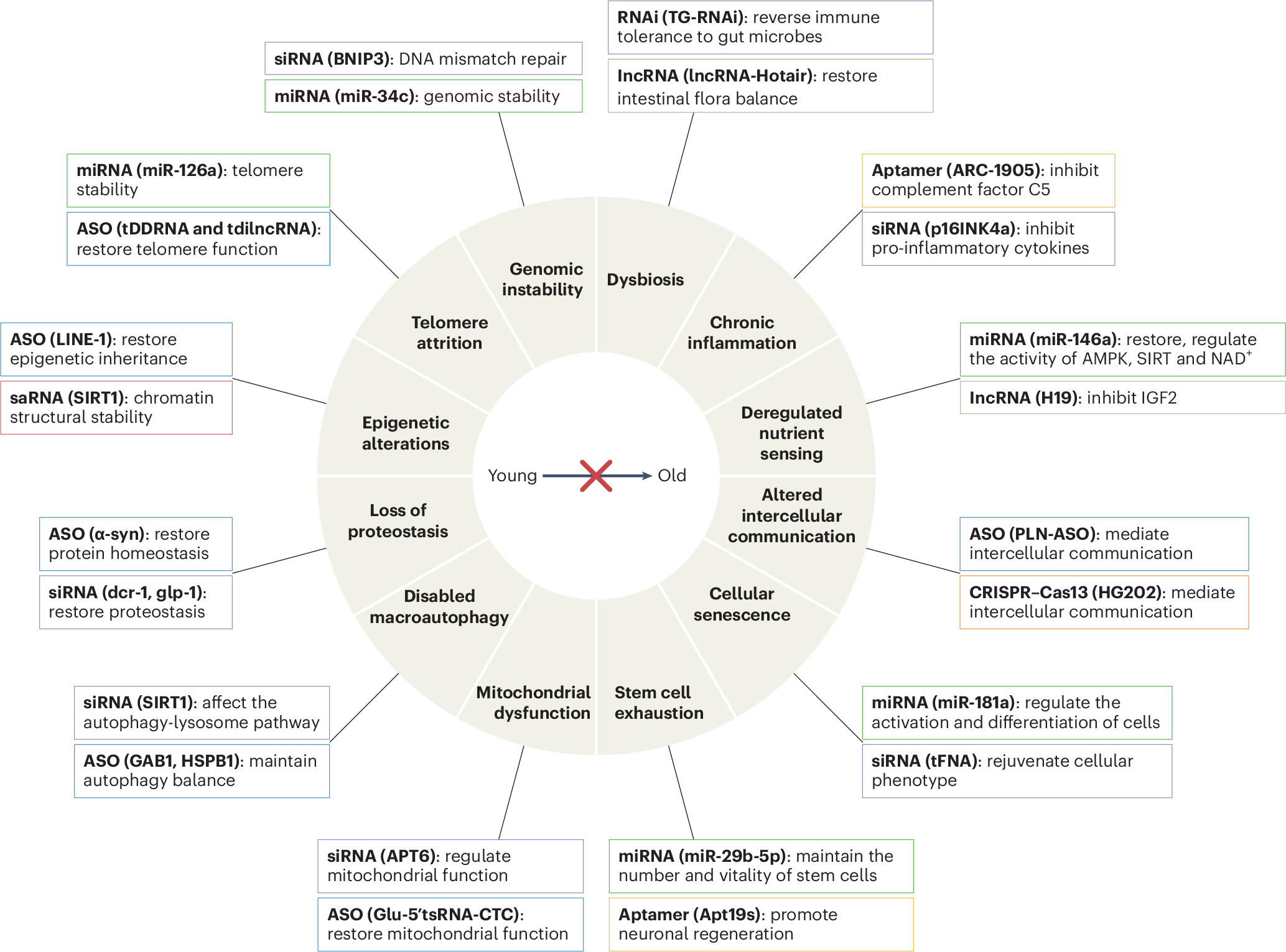 NatureAging's tweet card. Nature Aging - Chen and colleagues explore how RNA therapeutics targeting mechanisms of aging can be used to treat age-related diseases and promote healthy aging. They discuss current preclinical...