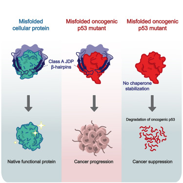 lab_rosenzweig's tweet card. Zoltsman et al. discovered a unique chaperoning mechanism present in class A JDPs that protects destabilized β sheet-rich proteins from misfolding and aggregation. A β-hairpin site in these chapero...