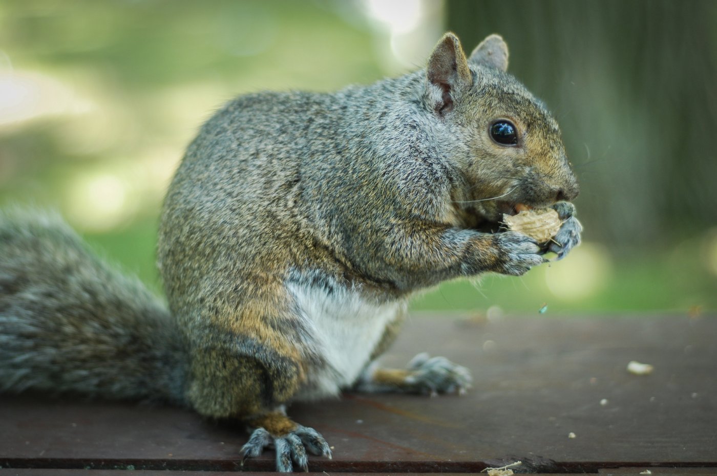 CAupdates's tweet card. For almost a century, grey squirrels have been widely recognised as a problem in Britain.