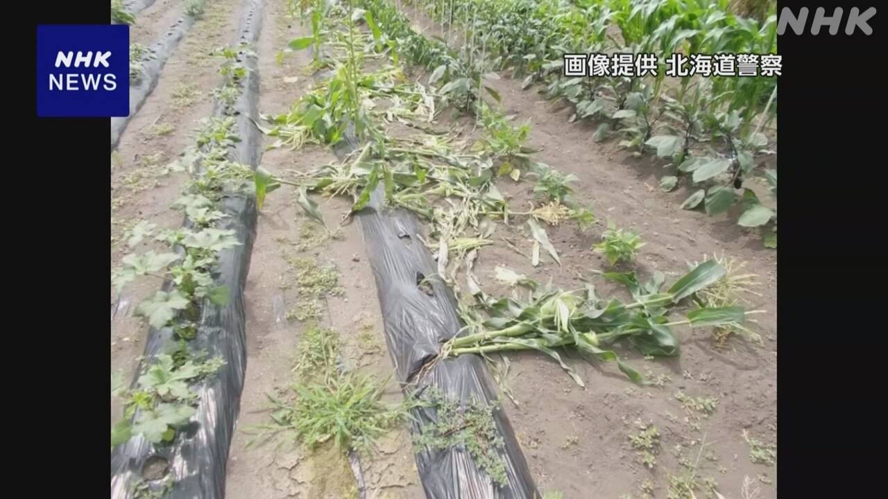 nhk_news's tweet card. 【NHK】北海道上ノ国町でヒグマによるとみられる住宅や畑の被害が相次ぎ、警察がパトロールを強化するとともに、注意を呼びかけています…