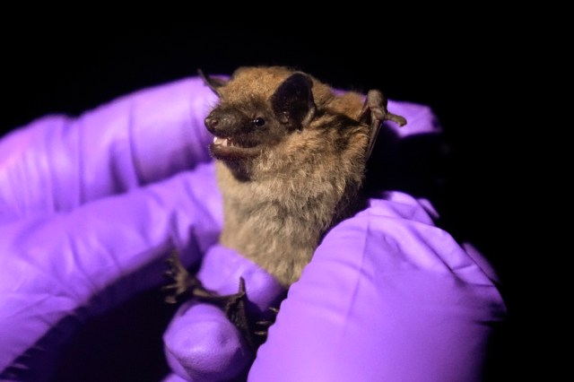 KDVR's tweet card. Two bats in Denver neighborhoods tested positive for rabies earlier this month, marking the first two positive cases of 2025 in the city, according to Denver Animal Protection.