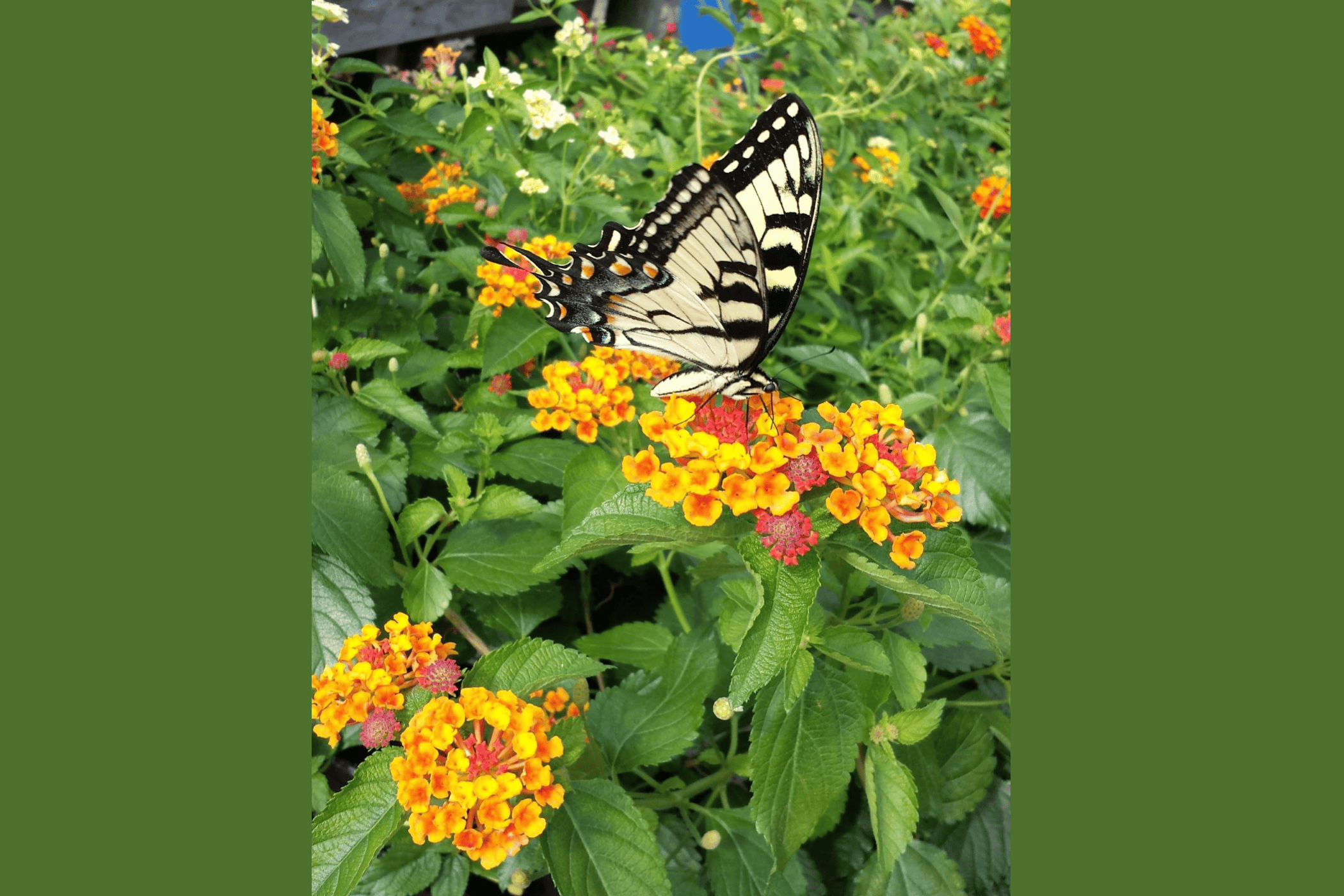 KentuckyLiving's tweet card. Lantana is a pollinator favorite that’s tough on deer and rabbits but loved by butterflies and hummingbirds. Grown as a summer annual, it thrives in sun, blooms for months, and adds vibrant color....