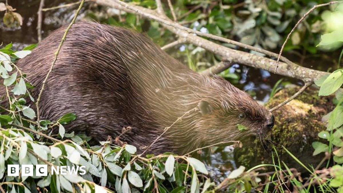 CitizenZoo's tweet card. The beavers impact on the environment has been "astonishing", the National Trust says.