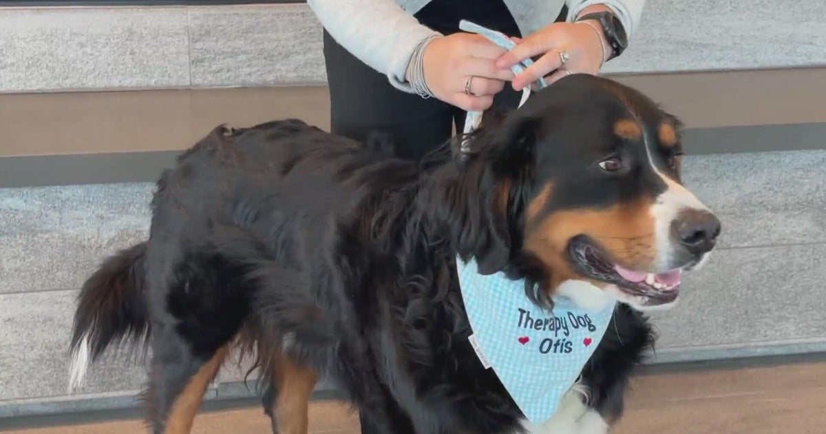 TomFlaigMD's tweet card. A dog on the University of Colorado Anschutz Medical Campus is being used in a rather unique way: helping patients with obsessive compulsive disorder manage their symptoms.
