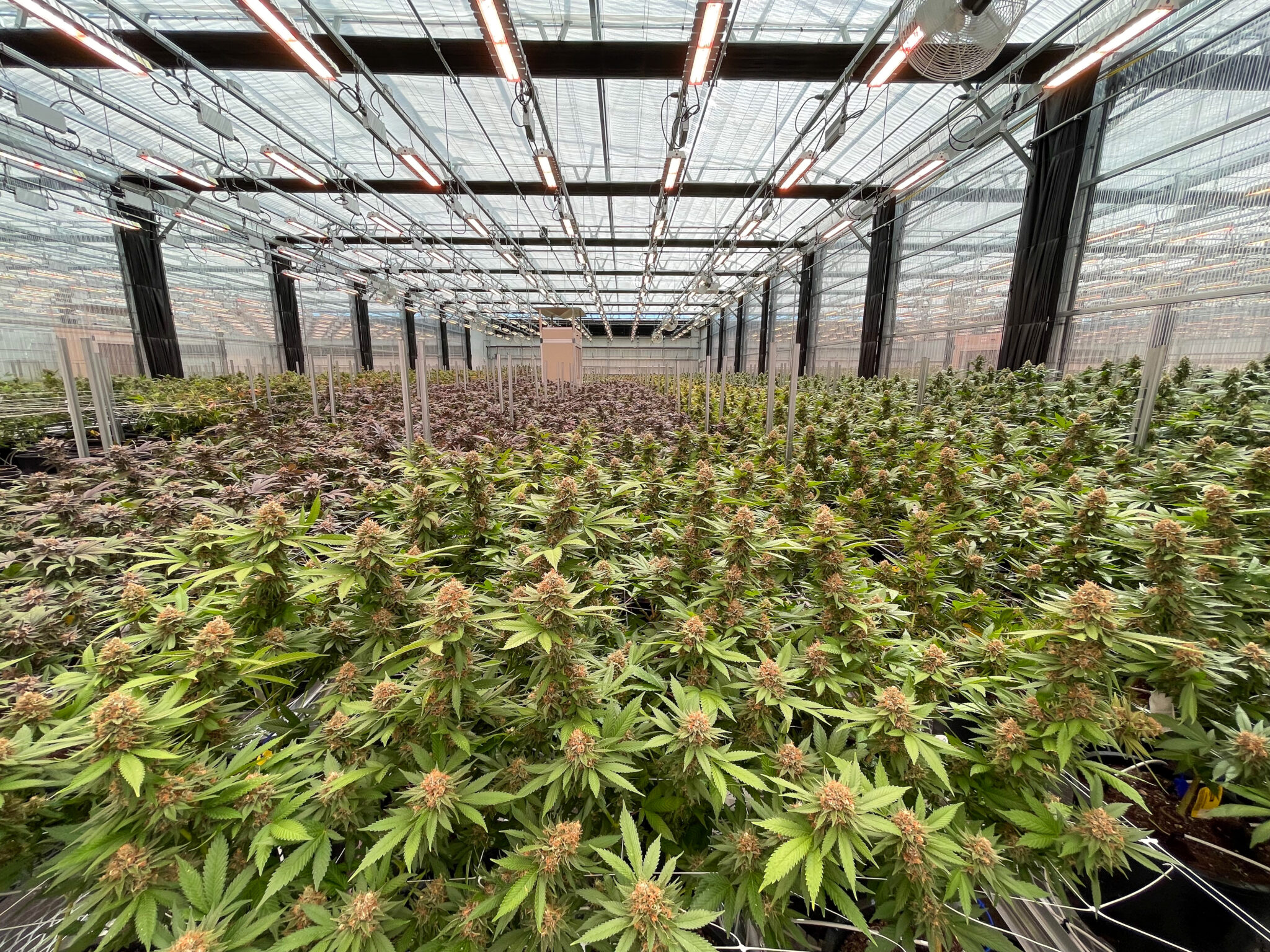 Mackewich's tweet card. Missouri has revoked a marijuana manufacturer's license after investigator discovered the company removed or destroyed all of its products.