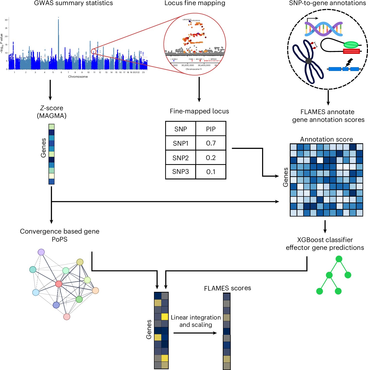CBUuniTo's tweet card. Nature Genetics - FLAMES is a machine learning approach combining variant fine-mapping, SNP-to-gene annotations and convergence-based gene prioritization scores to identify candidate effector genes...