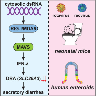 sding88's tweet card. Hou et al. demonstrate in an infant mouse model that innate immune sensing of enteric viruses induces IFN-λ signaling, which downregulates an apical chloride exchanger that leads to increased...