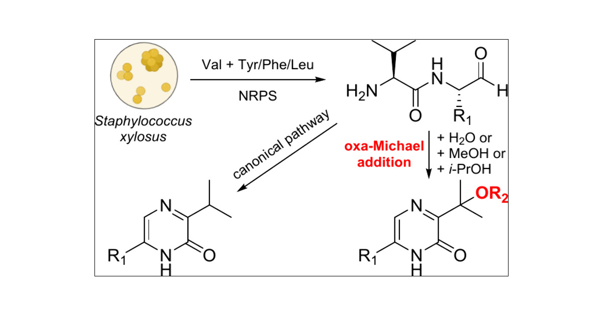 ChungSubKim's tweet card. A family of pyrazinone metabolites (1–11) were characterized from Staphylococcus xylosus ATCC 29971. Six of them were hydroxylated or methoxylated, which were proposed to be produced by the rare...