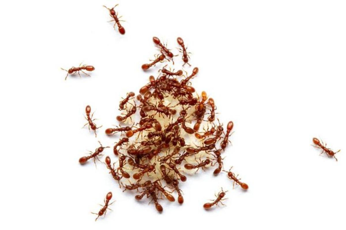 DiscoverMag's tweet card. Learn how ant colonies are separated into multiple castes and why a female ant's genes can make or break its chances of becoming queen.
