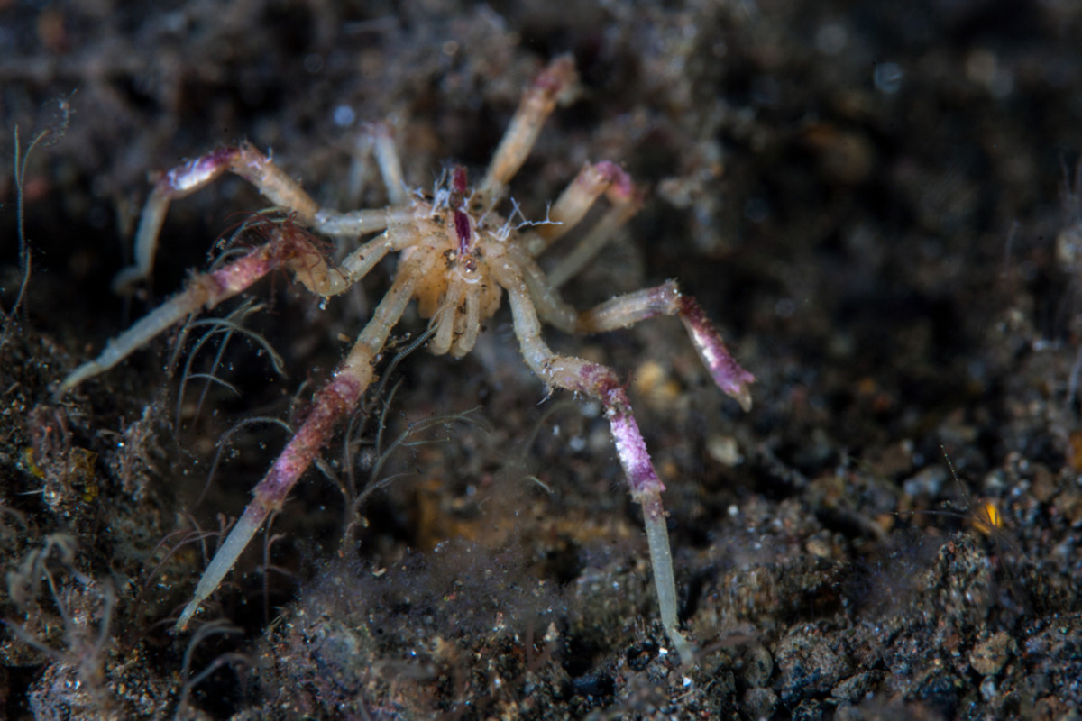 DiscoverMag's tweet card. Learn how a fossil from approximately 500 million years ago traces the evolutionary origins of spiders, scorpions, and other arachnids to a surprising place: the sea.