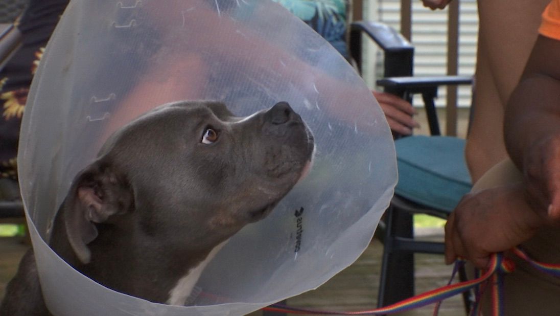 SPECNews1ROC's tweet card. Anyone who has a dog in the family knows that pups can tend to get into things.