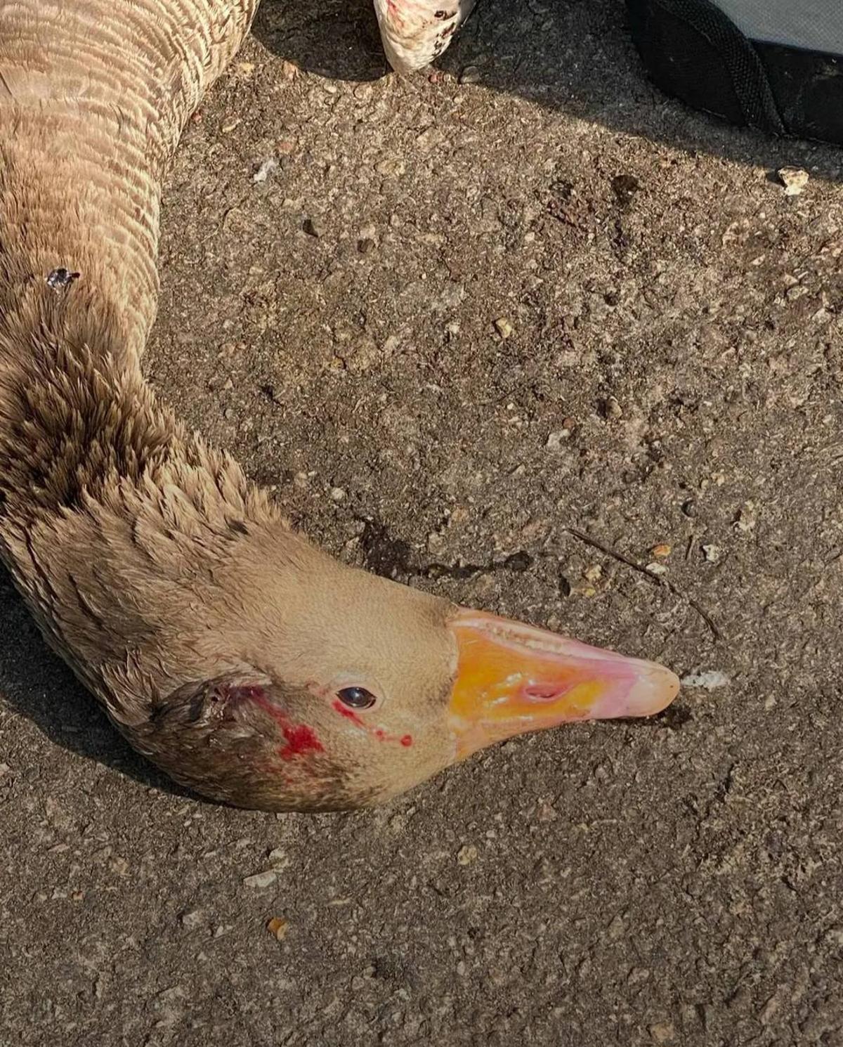 MHowe_journo's tweet card. Incidents have been reported in the Greenwich, Thamesmead, and Bexley areas, including Danson Park and Greenwich Ecology Park