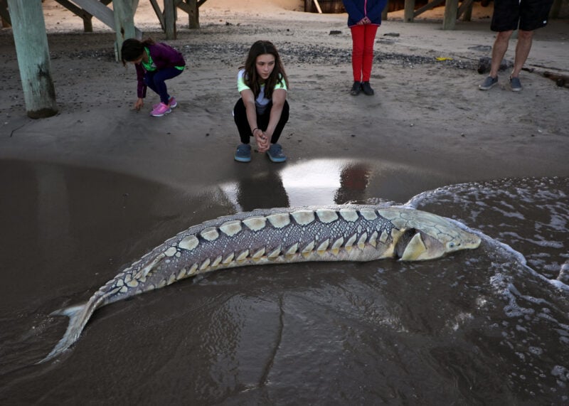 DelRiverkeeper's tweet card. TRENTON, N.J. — Fewer than 250 spawning Atlantic sturgeon remain in the Delaware River, putting one of the region’s most ancient and genetically distinct fish