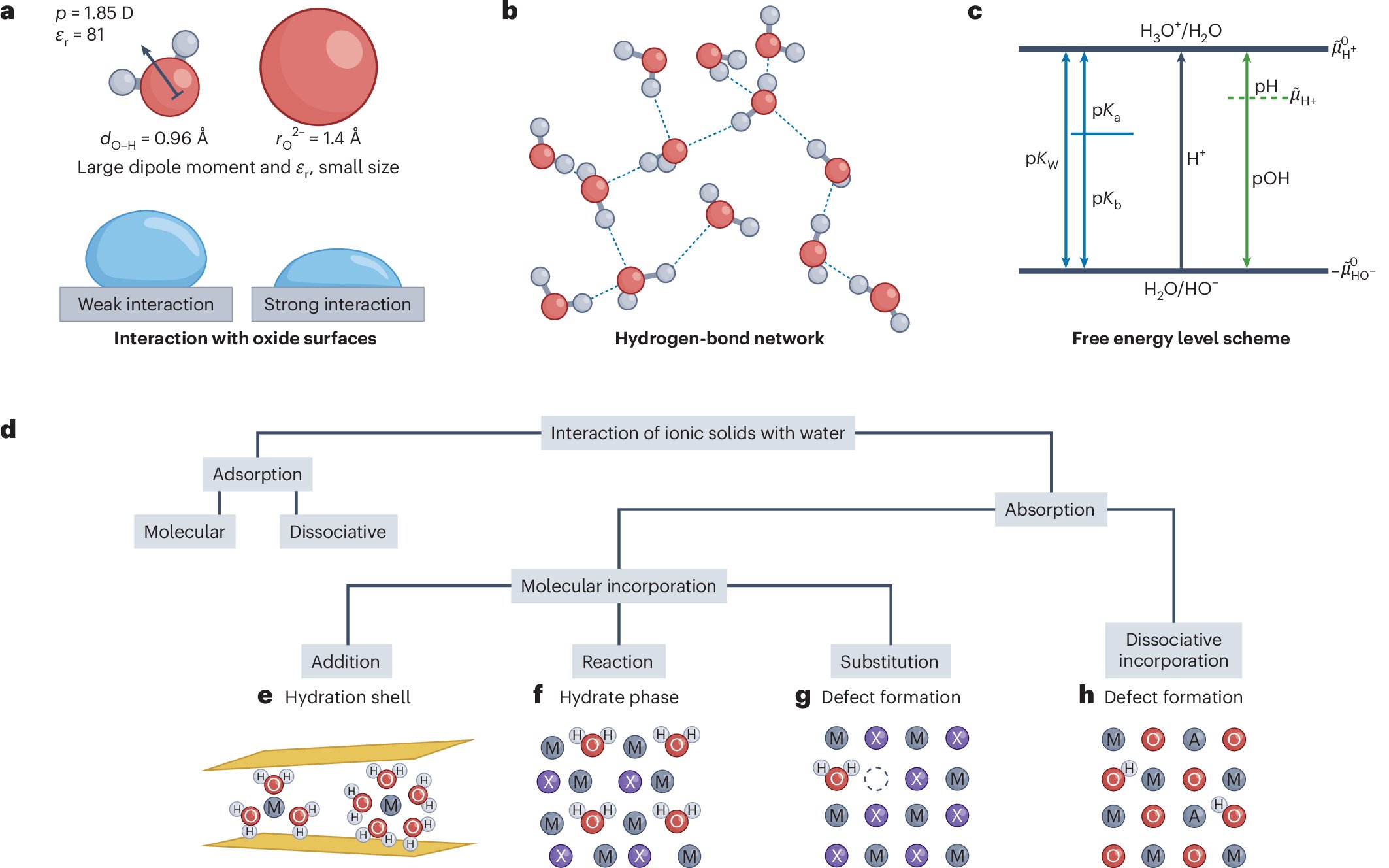 NatureMaterials's tweet card. Nature Materials - The uptake of water by polar solids can modify electrical and mass transport properties. This Review discusses hydration mechanisms and surveys case studies of the effects water...
