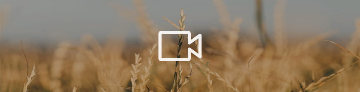 PiQSuite's tweet card. EU and Russian wheat harvests are surging, but prices remain low amid weak demand, high stockpiles and geopolitical uncertainty.