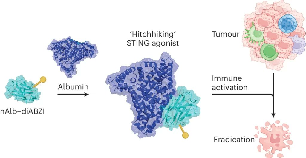 VUEngineering's tweet card. Researchers led by John T. Wilson, associate professor of chemical and biomolecular engineering and biomedical engineering, have developed a new approach using a molecularly designed nanobody...