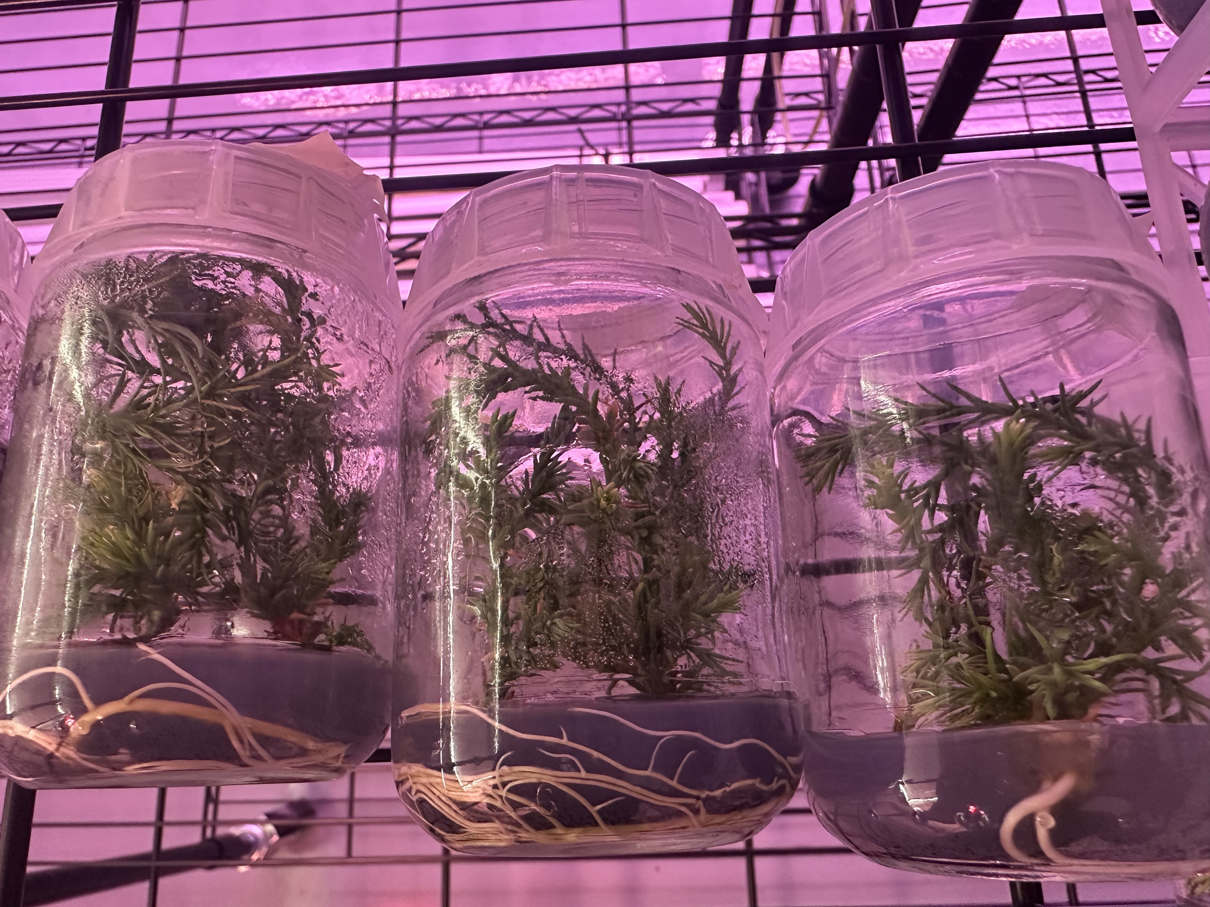 jketchum22's tweet card. Preserving Giant Sequoias: Cloning, Tissue Culture, and Genomi...