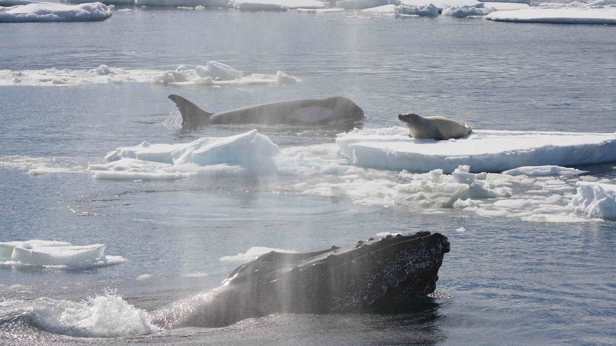 sixela_moon's tweet card. It’s possible humpbacks are rescuing seals, sunfish, and other species by mistake, but there’s a chance they have altruistic motivations.