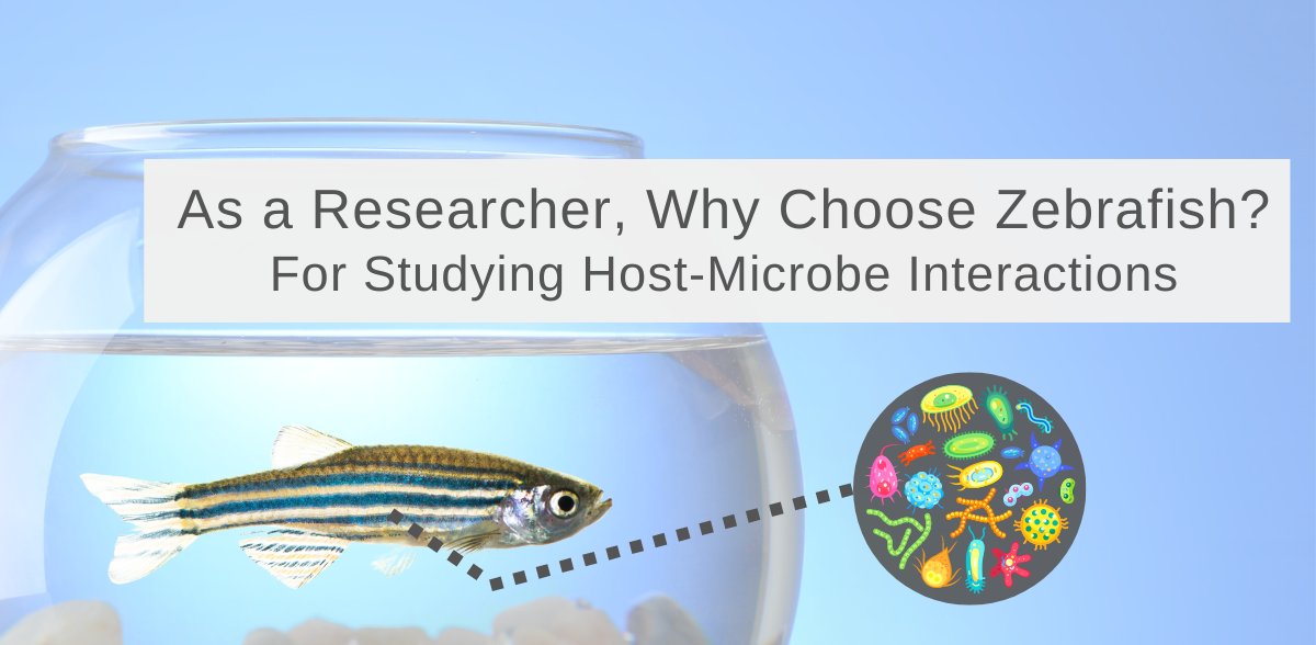 invivobiosystem's tweet card. In this article we discuss what makes zebrafish particularly well-suited for studying host-microbe interactions.